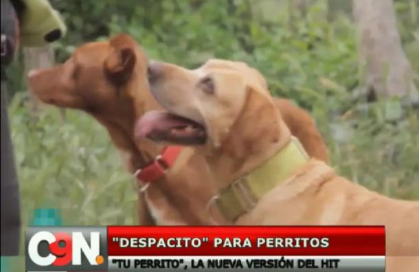 [Video] Mira la nueva versión de hit musical «Despacito» para perritos
