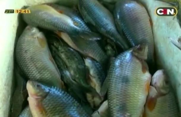 Venta de pescado en Ciudad del Este