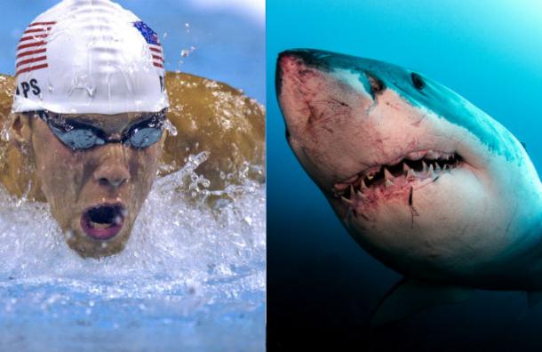 «Creen que estoy loco»: la insólita carrera de Michael Phelps contra ¡un tiburón blanco!