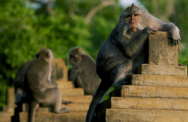 Los monos salvajes que roban y extorsionan a los turistas a cambio de comida