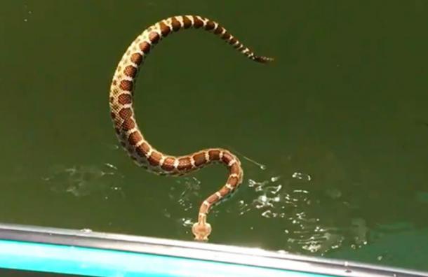 De las risas a los gritos: pensaban que en el bote estaban a salvo de esta serpiente pero…