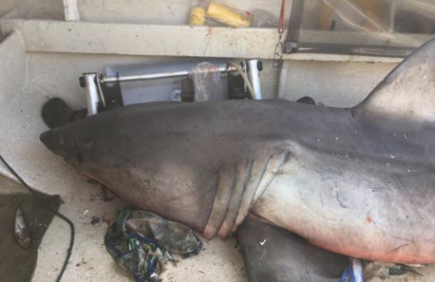 Un gran tiburón blanco saltó dentro del barco de un pescador y esto ocurrió después